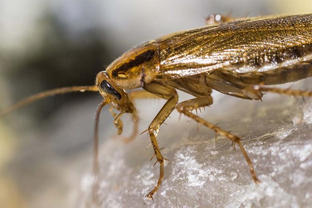 german cockroacghes Home