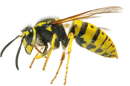 wasp Home